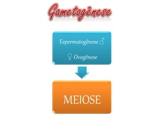 Espermatogênese ♂
♀ Ovogênese
MEIOSE
 