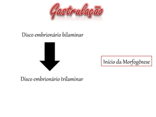 Disco embrionário bilaminar
Início da Morfogênese
Disco embrionário trilaminar
 