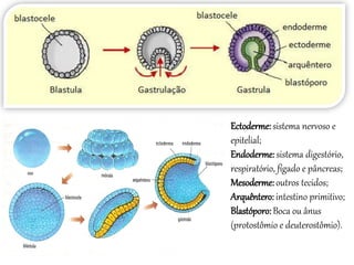 Ectoderme: sistema nervoso e
epitelial;
Endoderme:sistema digestório,
respiratório, fígado e pâncreas;
Mesoderme:outros tecidos;
Arquêntero: intestino primitivo;
Blastóporo: Boca ou ânus
(protostômio e deuterostômio).
 