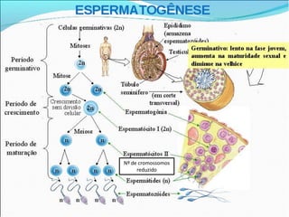 Nº de cromossomos
reduzido
 