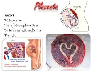 Funções
•Metabolismo
•Transferência placentária
•Síntese e secreção endócrina
•Proteção
 