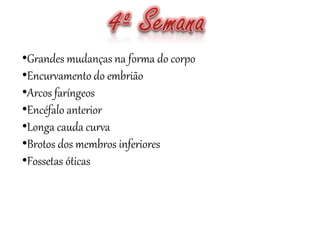 •Grandes mudanças na forma do corpo
•Encurvamento do embrião
•Arcos faríngeos
•Encéfalo anterior
•Longa cauda curva
•Brotos dos membros inferiores
•Fossetas óticas
 