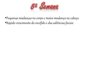 •Pequenas mudanças no corpo e maior mudança na cabeça
•Rápido crescimento do encéfalo e das saliências faciais
 