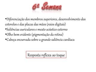 •Diferenciação dos membros superiores, desenvolvimento dos
cotovelos e das placas das mãos (raios digitais)
•Saliências auriculares e meato acústico externo
•Olho bem evidente (pigmentação da retina)
•Cabeça encurvada sobre a grande saliência cardíaca
Resposta reflexa ao toque
 