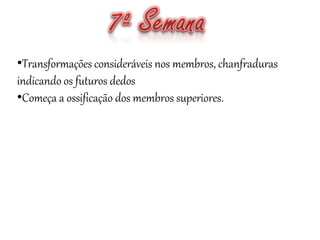 •Transformações consideráveis nos membros, chanfraduras
indicando os futuros dedos
•Começa a ossificação dos membros superiores.
 