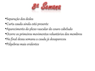 •Separação dos dedos
•Curta cauda ainda está presente
•Aparecimento do plexo vascular do couro cabeludo
•Ocorre os primeiros movimentos voluntários dos membros
•No final dessa semana a cauda já desapareceu
•Pálpebras mais evidentes
 