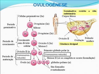 Cromossomos
reduzido)
Cromossomos reduzido)
 