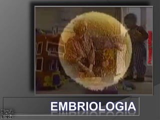 EMBRIOLOGIA
 