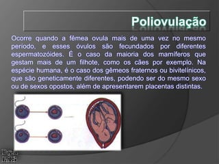 Ocorre quando a fêmea ovula mais de uma vez no mesmo
período, e esses óvulos são fecundados por diferentes
espermatozóides. É o caso da maioria dos mamíferos que
gestam mais de um filhote, como os cães por exemplo. Na
espécie humana, é o caso dos gêmeos fraternos ou bivitelínicos,
que são geneticamente diferentes, podendo ser do mesmo sexo
ou de sexos opostos, além de apresentarem placentas distintas.
Poliovulação
 