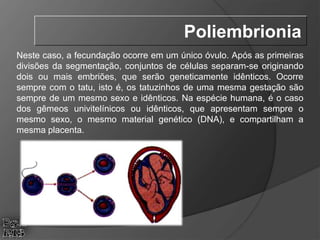 Neste caso, a fecundação ocorre em um único óvulo. Após as primeiras
divisões da segmentação, conjuntos de células separam-se originando
dois ou mais embriões, que serão geneticamente idênticos. Ocorre
sempre com o tatu, isto é, os tatuzinhos de uma mesma gestação são
sempre de um mesmo sexo e idênticos. Na espécie humana, é o caso
dos gêmeos univitelínicos ou idênticos, que apresentam sempre o
mesmo sexo, o mesmo material genético (DNA), e compartilham a
mesma placenta.
Poliembrionia
 