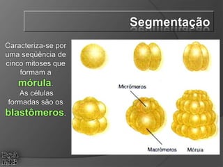 Caracteriza-se por
uma seqüência de
cinco mitoses que
formam a
mórula.
As células
formadas são os
blastômeros.
Segmentação
 
