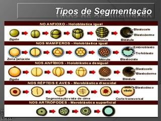 Tipos de Segmentação
 