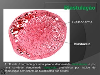 A blástula é formada por uma parede denominada blastoderme e por
uma cavidade denominada blastocela preenchida por líquido de
composição semelhante ao hialoplasma das células.
Blastoderme
Blastocela
Blastulação
 