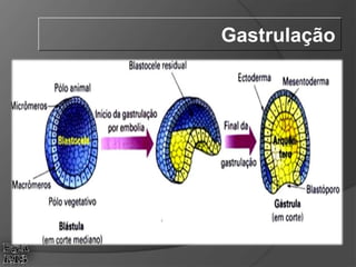 Gastrulação
 