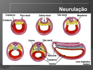 Neurulação
 