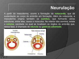 A partir do mesoderma, ocorre a formação da notocorda, que dá
sustentação ao corpo do embrião em formação. Além da notocorda, a
mesoderme origina também os somitos, que formarão várias
estruturas, entre elas, ossos e músculos. No interior dos somitos, existe
o celoma, cavidade na qual se localizam os órgãos do embrião que,
nessa fase, é chamado de nêurula ou gástrula adiantada.
Neurulação
 