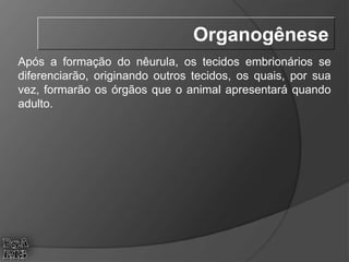 Após a formação do nêurula, os tecidos embrionários se
diferenciarão, originando outros tecidos, os quais, por sua
vez, formarão os órgãos que o animal apresentará quando
adulto.
Organogênese
 