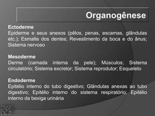 Ectoderme
Epiderme e seus anexos (pêlos, penas, escamas, glândulas
etc.); Esmalte dos dentes; Revestimento da boca e do ânus;
Sistema nervoso
Mesoderme
Derme (camada interna da pele); Músculos; Sistema
circulatório; Sistema excretor; Sistema reprodutor; Esqueleto
Endoderme
Epitélio interno do tubo digestivo; Glândulas anexas ao tubo
digestivo; Epitélio interno do sistema respiratório; Epitélio
interno da bexiga urinária
Organogênese
 