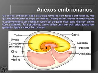 Os anexos embrionários são estruturas formadas com tecidos embrionários, mas
que não fazem parte do corpo do embrião. Desempenham funções importantes para
o desenvolvimento do embrião e podem ser de quatro tipos: saco vitelínico, âmnio,
cório e alantóide. Para estudá-los, vamos utilizar uma ave, pois estas apresentam
gestação rápida e anexos bem visíveis.
Anexos embrionários
 