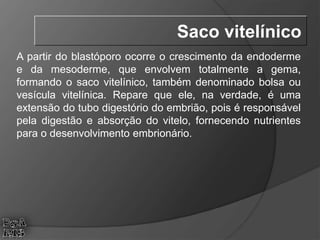 A partir do blastóporo ocorre o crescimento da endoderme
e da mesoderme, que envolvem totalmente a gema,
formando o saco vitelínico, também denominado bolsa ou
vesícula vitelínica. Repare que ele, na verdade, é uma
extensão do tubo digestório do embrião, pois é responsável
pela digestão e absorção do vitelo, fornecendo nutrientes
para o desenvolvimento embrionário.
Saco vitelínico
 