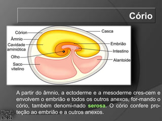 A partir do âmnio, a ectoderme e a mesoderme cres-cem e
envolvem o embrião e todos os outros anexos, for-mando o
cório, também denomi-nado serosa. O cório confere pro-
teção ao embrião e a outros anexos.
Cório
 