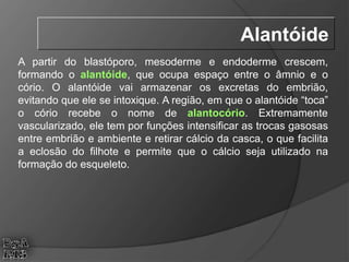 A partir do blastóporo, mesoderme e endoderme crescem,
formando o alantóide, que ocupa espaço entre o âmnio e o
cório. O alantóide vai armazenar os excretas do embrião,
evitando que ele se intoxique. A região, em que o alantóide “toca”
o cório recebe o nome de alantocório. Extremamente
vascularizado, ele tem por funções intensificar as trocas gasosas
entre embrião e ambiente e retirar cálcio da casca, o que facilita
a eclosão do filhote e permite que o cálcio seja utilizado na
formação do esqueleto.
Alantóide
 