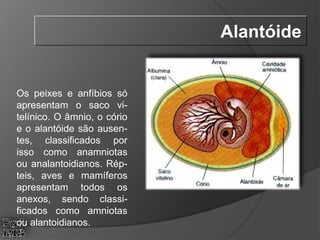 Os peixes e anfíbios só
apresentam o saco vi-
telínico. O âmnio, o cório
e o alantóide são ausen-
tes, classificados por
isso como anamniotas
ou analantoidianos. Rép-
teis, aves e mamíferos
apresentam todos os
anexos, sendo classi-
ficados como amniotas
ou alantoidianos.
Alantóide
 