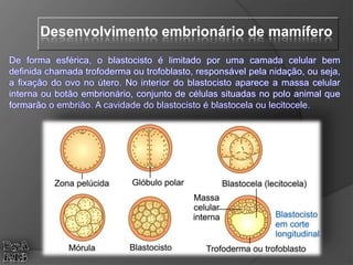 De forma esférica, o blastocisto é limitado por uma camada celular bem
definida chamada trofoderma ou trofoblasto, responsável pela nidação, ou seja,
a fixação do ovo no útero. No interior do blastocisto aparece a massa celular
interna ou botão embrionário, conjunto de células situadas no polo animal que
formarão o embrião. A cavidade do blastocisto é blastocela ou lecitocele.
Desenvolvimento embrionário de mamífero
 
