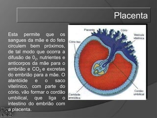 Esta permite que os
sangues da mãe e do feto
circulem bem próximos,
de tal modo que ocorra a
difusão de 02, nutrientes e
anticorpos da mãe para o
embrião e CO2 e excretas
do embrião para a mãe. O
alantóide e o saco
vitelínico, com parte do
cório, vão formar o cordão
umbilical, que liga o
intestino do embrião com
a placenta.
Placenta
 