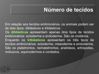 Em relação aos tecidos embrionários, os animais podem ser
de dois tipos: diblásticos e triblásticos.
Os diblásticos apresentam apenas dois tipos de tecidos
embrionários: ectoderme e endoderme. São os cnidários.
Enquanto os triblásticos apresentam os três tipos de
tecidos embrionários: ectoderme, mesoderme e endoderme.
São os platelmintos, nematelmintos, anelídeos, artrópodes,
moluscos, equinodermos e cordados.
Número de tecidos
 