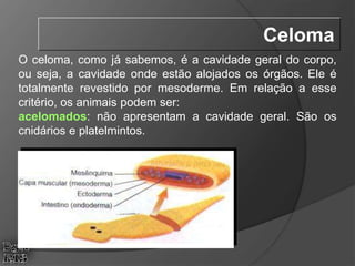 O celoma, como já sabemos, é a cavidade geral do corpo,
ou seja, a cavidade onde estão alojados os órgãos. Ele é
totalmente revestido por mesoderme. Em relação a esse
critério, os animais podem ser:
acelomados: não apresentam a cavidade geral. São os
cnidários e platelmintos.
Celoma
 