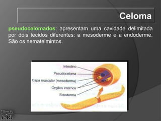 pseudocelomados: apresentam uma cavidade delimitada
por dois tecidos diferentes: a mesoderme e a endoderme.
São os nematelmintos.
Celoma
 