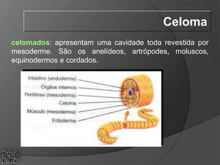 celomados: apresentam uma cavidade toda revestida por
mesoderme. São os anelídeos, artrópodes, moluscos,
equinodermos e cordados.
Celoma
 