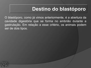 O blastóporo, como já vimos anteriormente, é a abertura da
cavidade digestória que se forma no embrião durante a
gastrulação. Em relação a esse critério, os animais podem
ser de dois tipos.
Destino do blastóporo
 