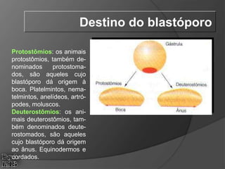 Protostômios: os animais
protostômios, também de-
nominados protostoma-
dos, são aqueles cujo
blastóporo dá origem à
boca. Platelmintos, nema-
telmintos, anelídeos, artró-
podes, moluscos.
Deuterostômios: os ani-
mais deuterostômios, tam-
bém denominados deute-
rostomados, são aqueles
cujo blastóporo dá origem
ao ânus. Equinodermos e
cordados.
Destino do blastóporo
 