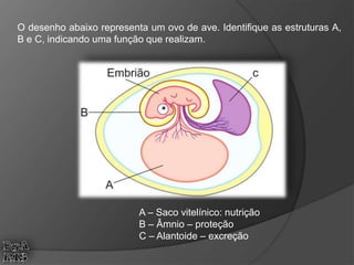 O desenho abaixo representa um ovo de ave. Identifique as estruturas A,
B e C, indicando uma função que realizam.
A – Saco vitelínico: nutrição
B – Âmnio – proteção
C – Alantoide – excreção
 