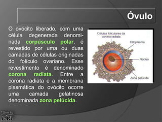 O ovócito liberado, com uma
célula degenerada denomi-
nada corpúsculo polar, é
revestido por uma ou duas
camadas de células originadas
do folículo ovariano. Esse
revestimento é denominado
corona radiata. Entre a
corona radiata e a membrana
plasmática do ovócito ocorre
uma camada gelatinosa
denominada zona pelúcida.
Óvulo
 