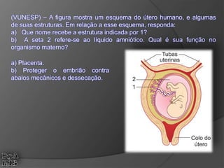 (VUNESP) – A figura mostra um esquema do útero humano, e algumas
de suas estruturas. Em relação a esse esquema, responda:
a) Que nome recebe a estrutura indicada por 1?
b) A seta 2 refere-se ao líquido amniótico. Qual é sua função no
organismo materno?
a) Placenta.
b) Proteger o embrião contra
abalos mecânicos e dessecação.
 