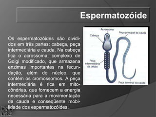 Os espermatozóides são dividi-
dos em três partes: cabeça, peça
intermediária e cauda. Na cabeça
fica o acrossoma, complexo de
Golgi modificado, que armazena
enzimas importantes na fecun-
dação, além do núcleo, que
contém os cromossomos. A peça
intermediária é rica em mito-
côndrias, que fornecem a energia
necessária para a movimentação
da cauda e conseqüente mobi-
lidade dos espermatozóides.
Espermatozóide
 