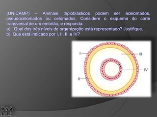 (UNICAMP) – Animais triploblásticos podem ser acelomados,
pseudocelomados ou celomados. Considere o esquema do corte
transversal de um embrião, e responda:
a) Qual dos três níveis de organização está representado? Justifique.
b) Que está indicado por I, II, III e IV?
 