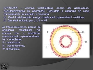 (UNICAMP) – Animais triploblásticos podem ser acelomados,
pseudocelomados ou celomados. Considere o esquema do corte
transversal de um embrião, e responda:
a) Qual dos três níveis de organização está representado? Justifique.
b) Que está indicado por I, II, III e IV?
a) Pseudocelomado, porque só
apresenta mesoblasto em
contato com o ectoblasto,
caracterizando o pseudoceloma.
b) I – ectoblasto,
II – mesoblasto,
III – pseudoceloma,
IV -endoblasto.
 