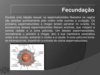 Durante uma relação sexual, os espermatozóides liberados na vagina
são atraídos quimicamente pelo ovário onde ocorreu a ovulação. Os
primeiros espermatozóides a chegar tentam penetrar no ovócito. Os
acrossomos desses espermatozóides liberam enzimas, que rompem a
corona radiata e a zona pelúcida. Um desses espermatozóides,
normalmente o primeiro a chegar, tem a sua membrana plasmática
unida à do ovócito, entrando o núcleo e a cauda. A zona pelúcida torna-
se intransponível, impedindo a entrada de outros espermatozóides.
Fecundação
 
