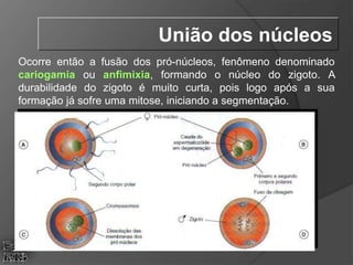 Ocorre então a fusão dos pró-núcleos, fenômeno denominado
cariogamia ou anfimixia, formando o núcleo do zigoto. A
durabilidade do zigoto é muito curta, pois logo após a sua
formação já sofre uma mitose, iniciando a segmentação.
União dos núcleos
 