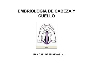 EMBRIOLOGIA DE CABEZA Y
CUELLO
JUAN CARLOS MUNEVAR N.
 