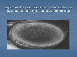 Zigoto: os dois pró-nucleos unem-se no interior do 
óvulo que é muito maior que o espermatozóide 
 