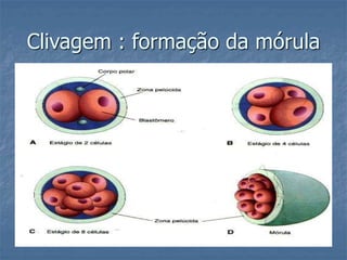 Clivagem : formação da mórula 
 