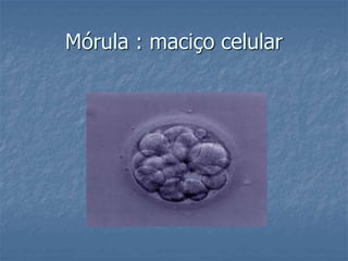 Mórula : maciço celular 
 