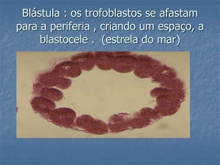 Blástula : os trofoblastos se afastam 
para a periferia , criando um espaço, a 
blastocele . (estrela do mar) 
 