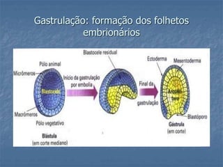 Gastrulação: formação dos folhetos 
embrionários 
 