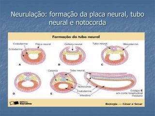 Neurulação: formação da placa neural, tubo 
neural e notocorda 
 